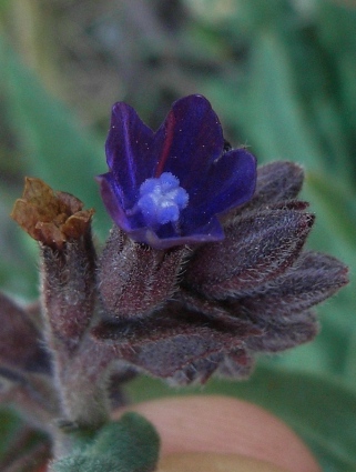 Anchusa hybrida Ten.